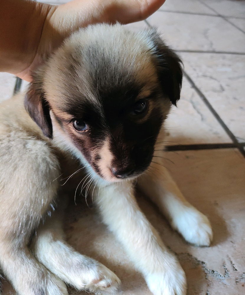 Cocoa