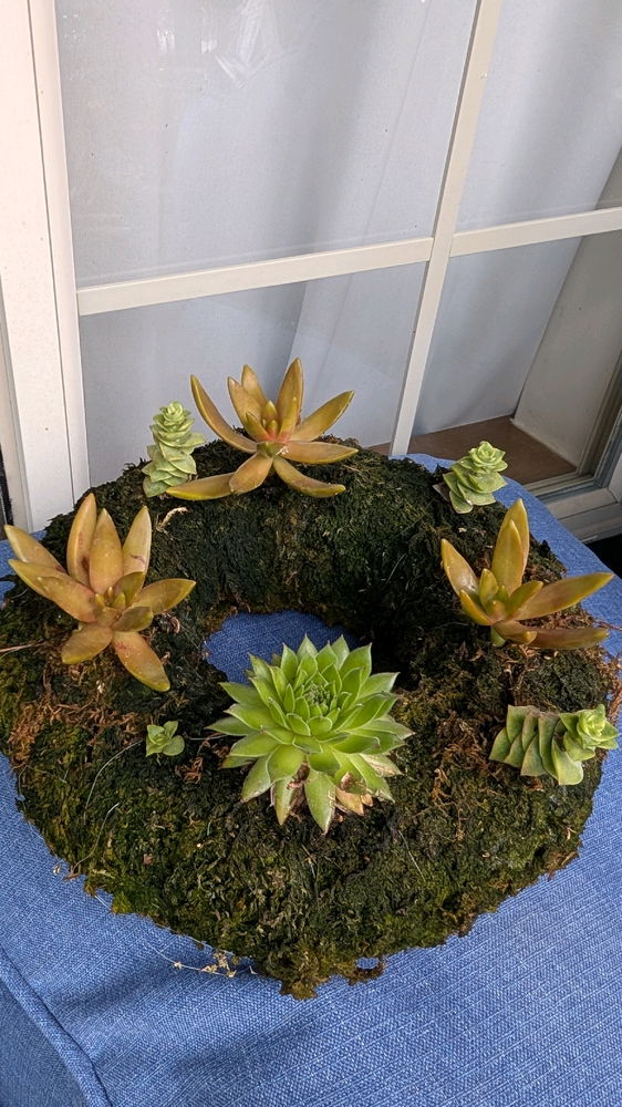 I love succulents