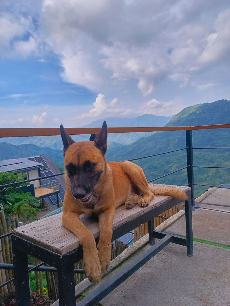 MyDog