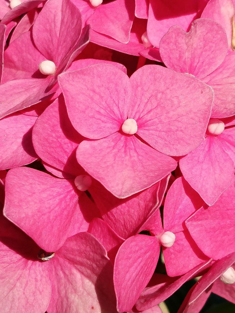 Fiori