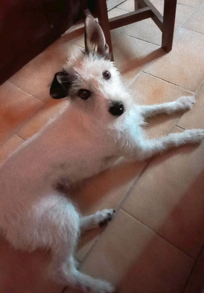 Dory e Mel 🐶