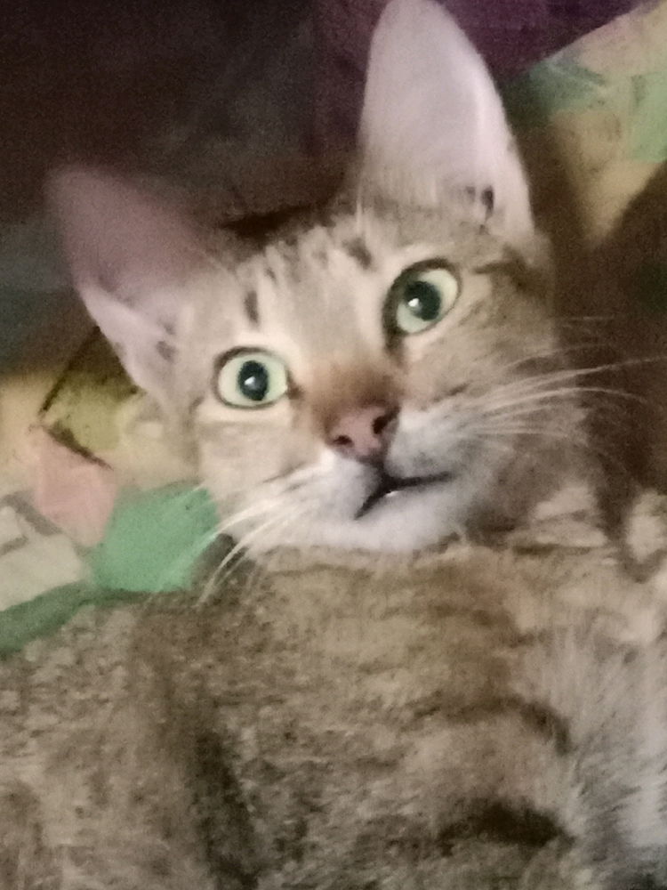 Kitty