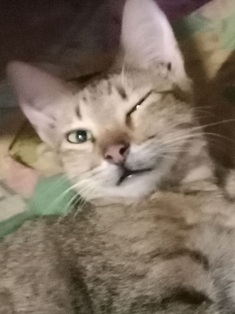 Kitty