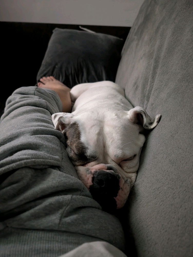 Think my girl is comfy