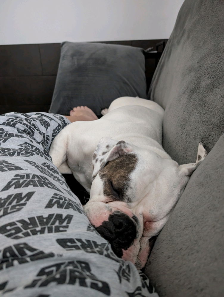 Think my girl is comfy