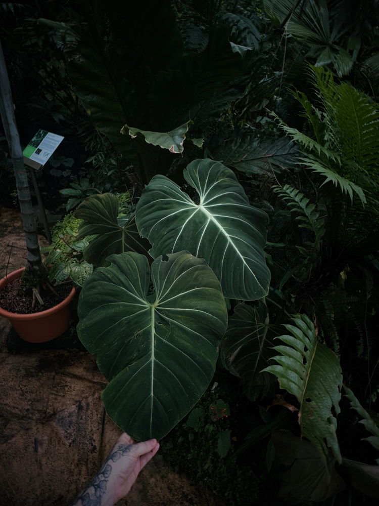botanicka ✨