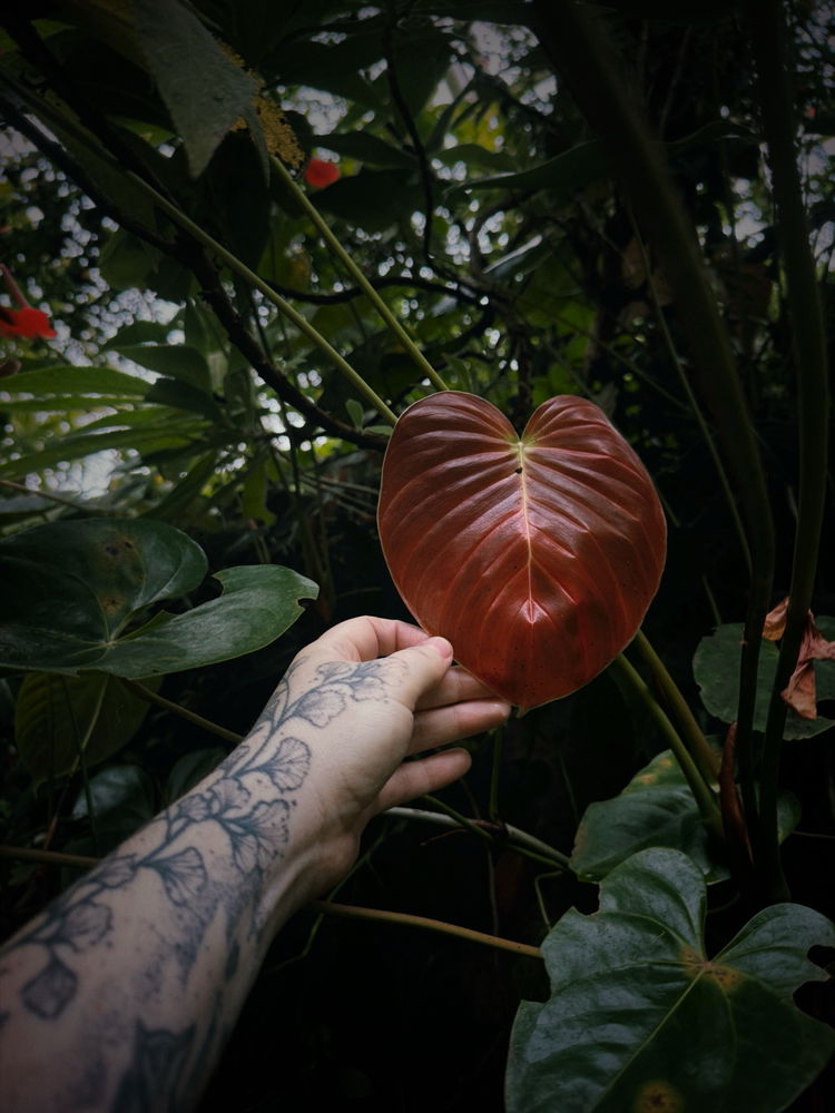 botanicka ✨