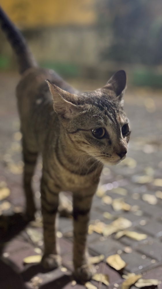 🐈‍⬛