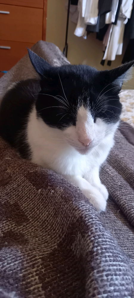 Gato