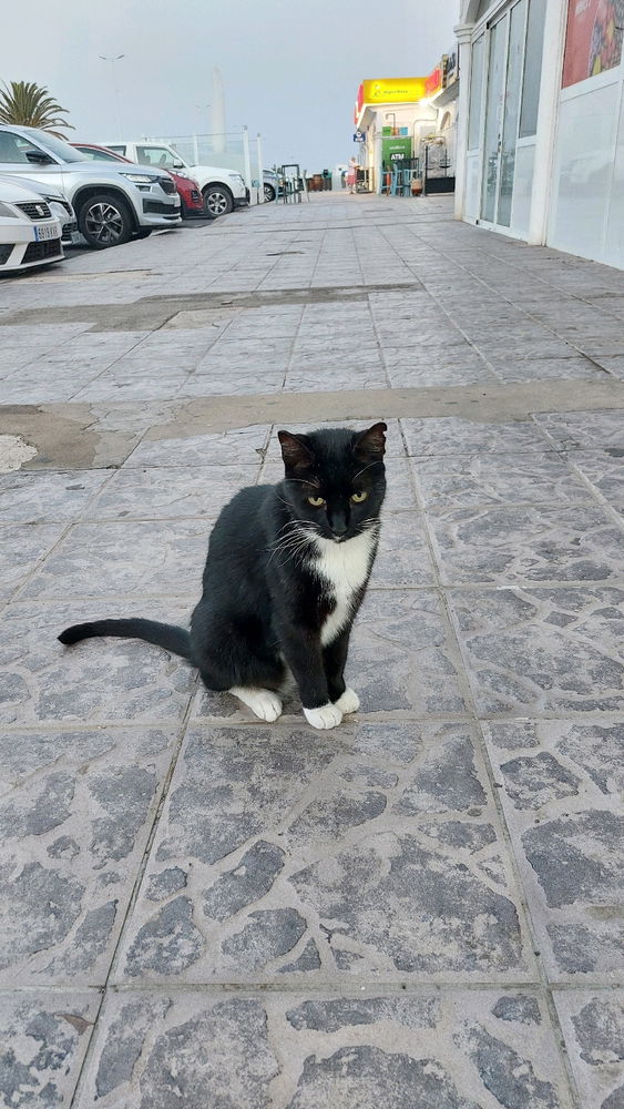 Un altro amico di Lanzarote