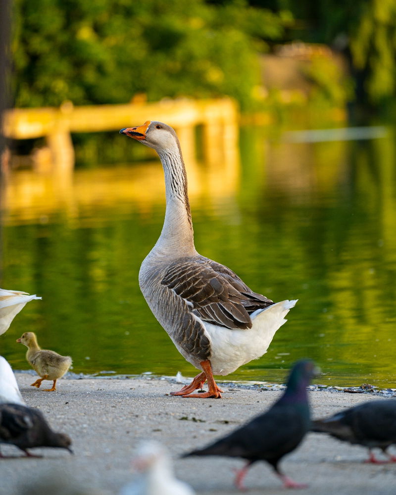În parcul Tineretului București.