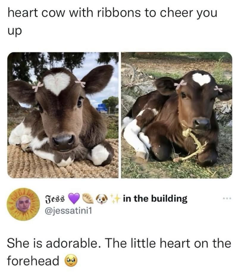 Awww 🥹🥰🐄🤍
