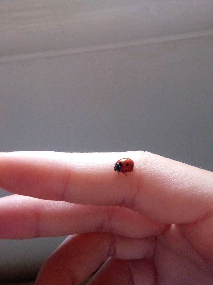 🐞