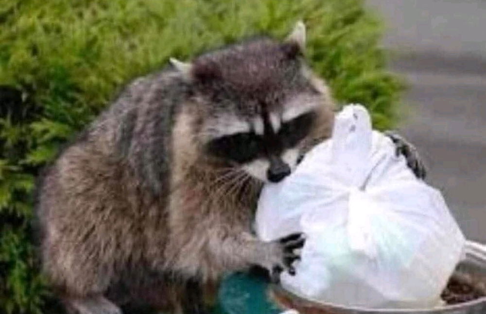 Me carefully selecting memes for your enjoyment.