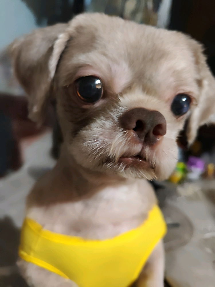 💛