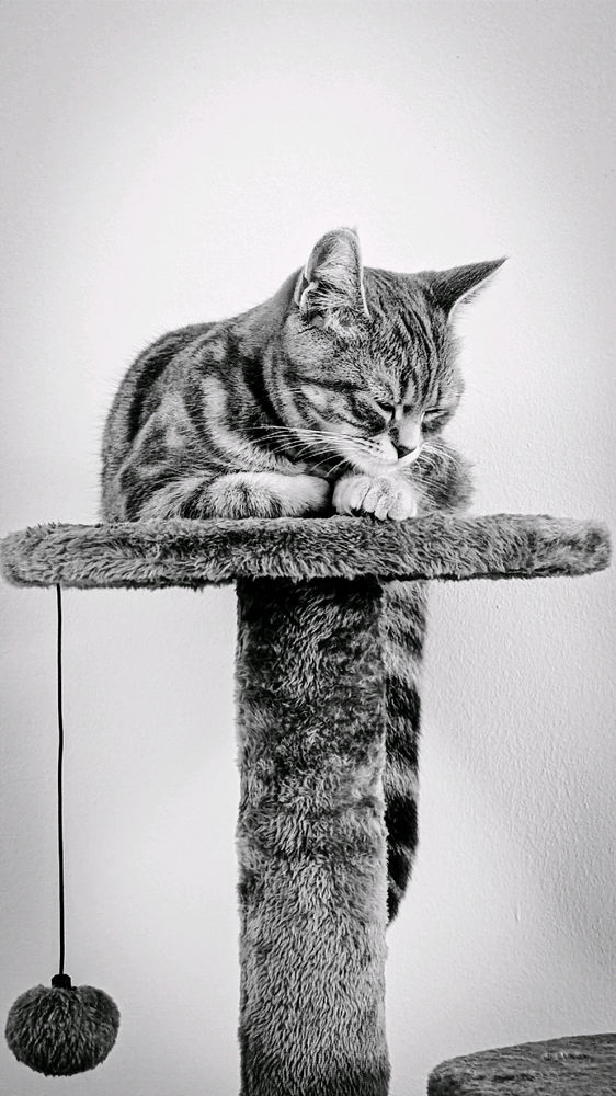 🐈‍⬛💐
