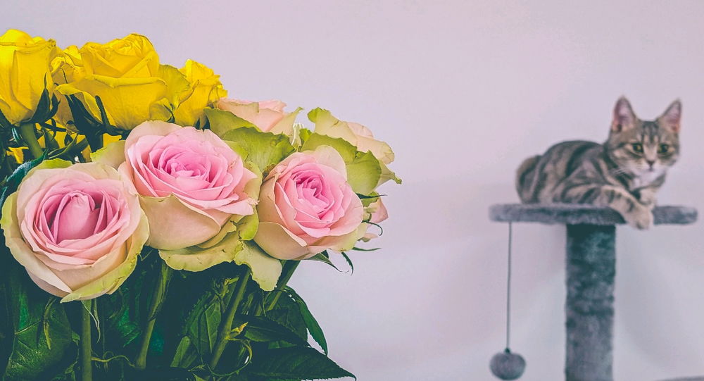 🐈‍⬛💐