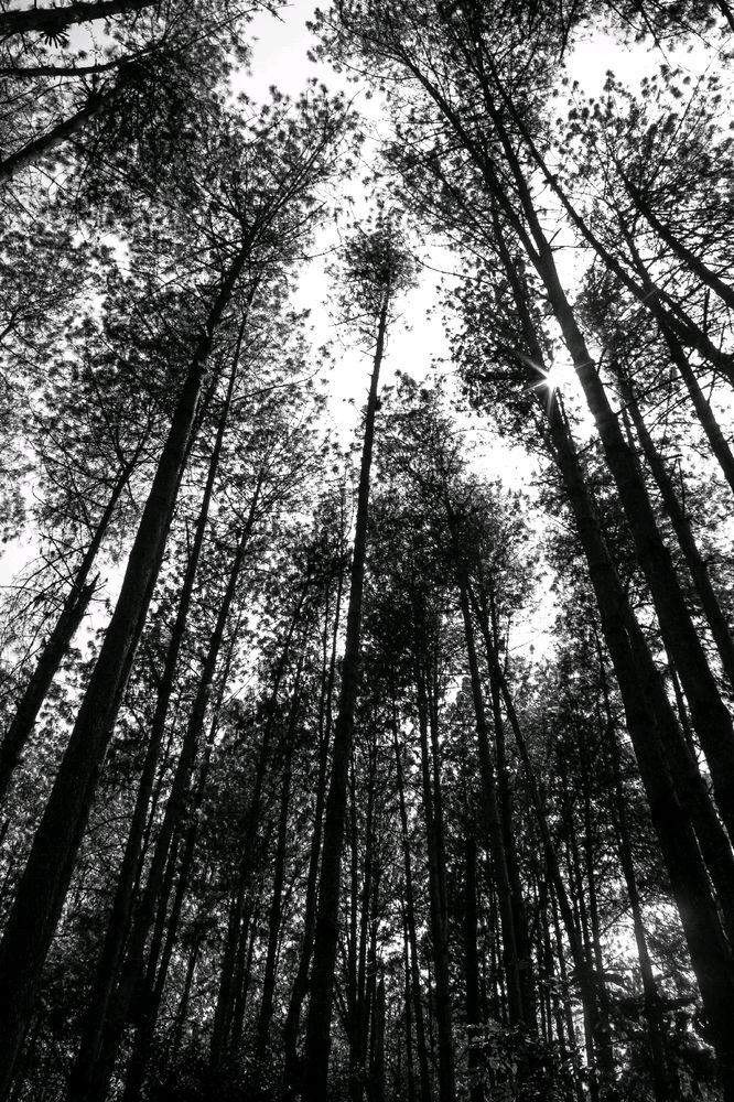 Into The Woods