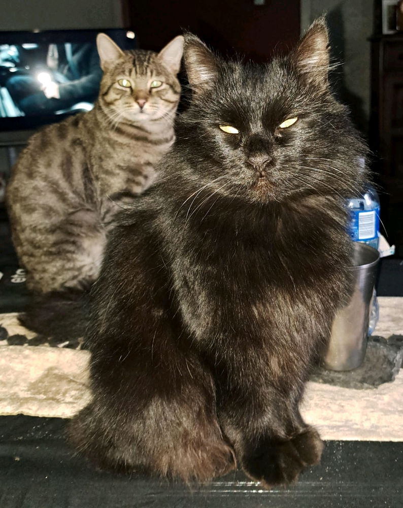Meet our Kitties