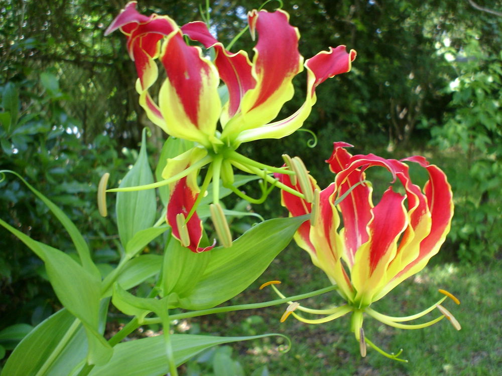 Flame Lily