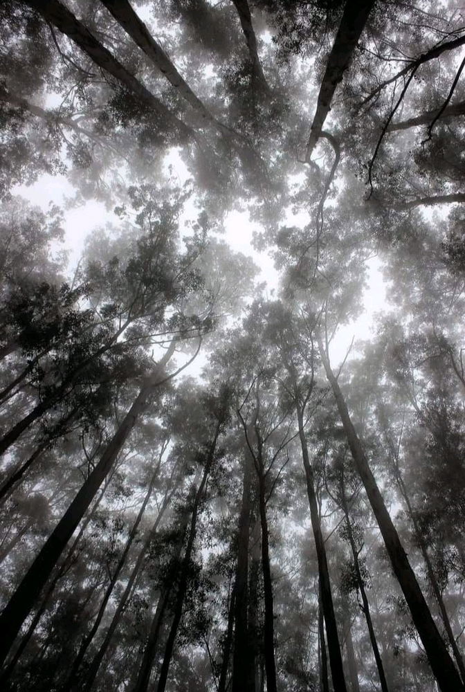 Woods of Wayanad