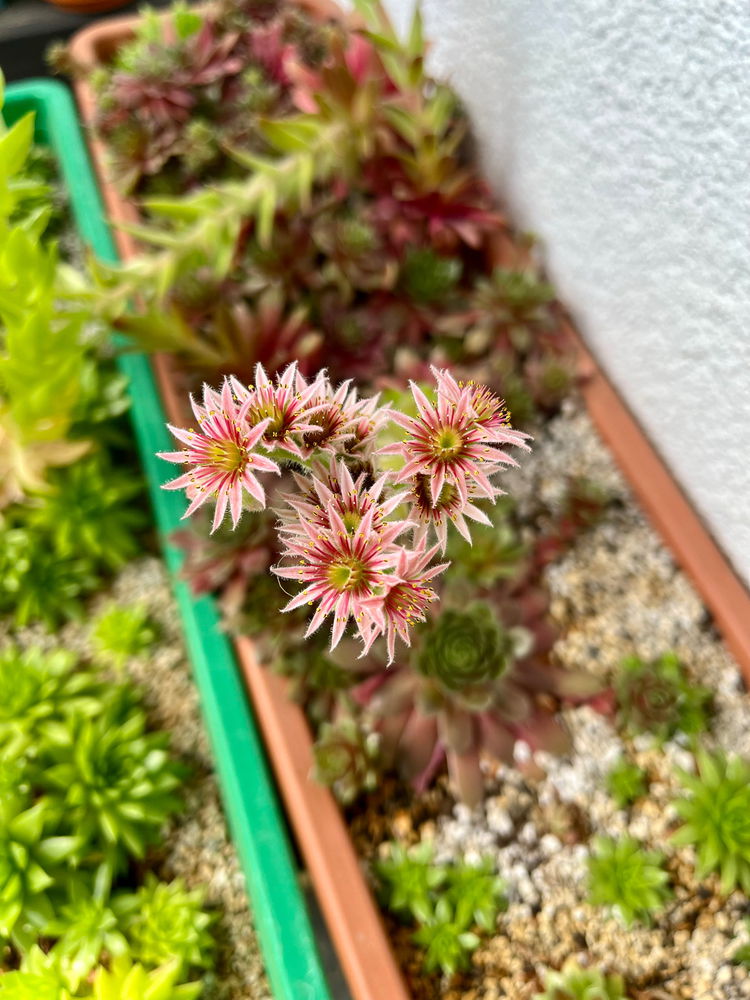 🥰
