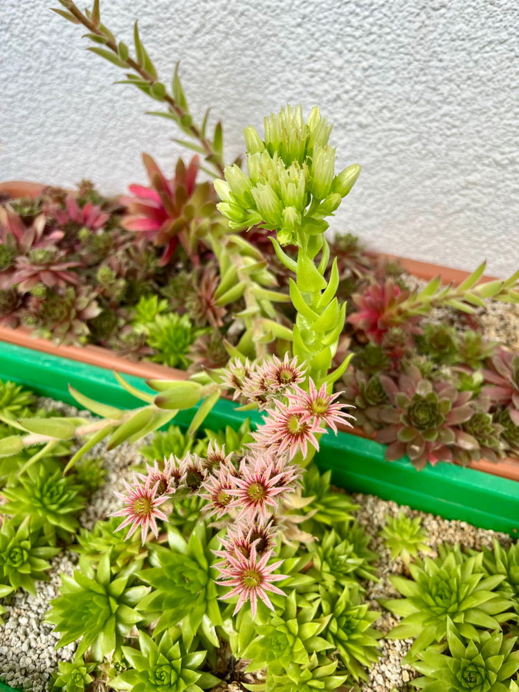 🥰