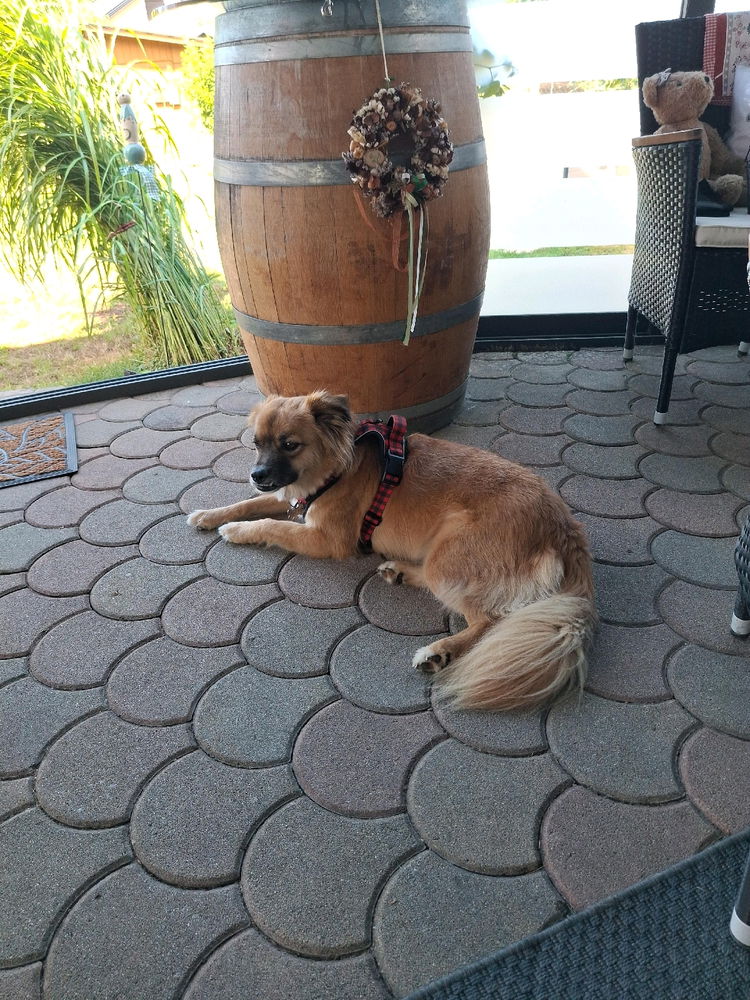 Was ist für euch gutes Hundetraining?