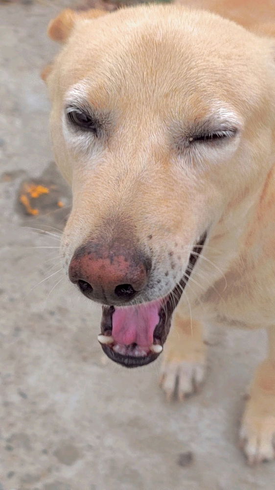 He’s got no home, but all the heart.