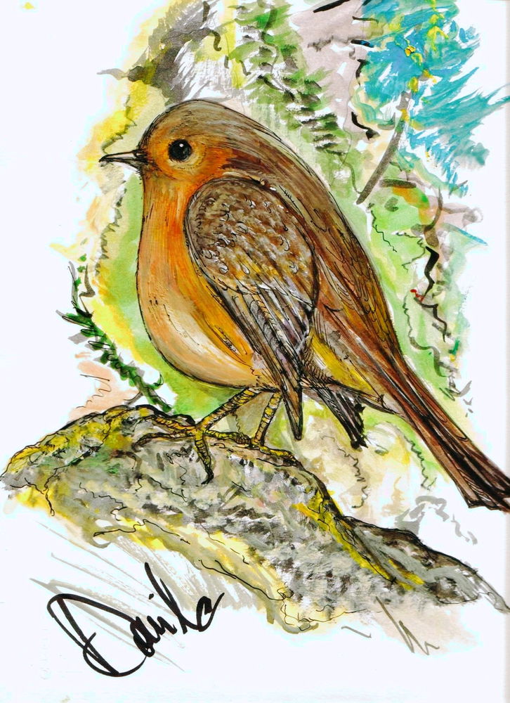 Sketch pettirosso