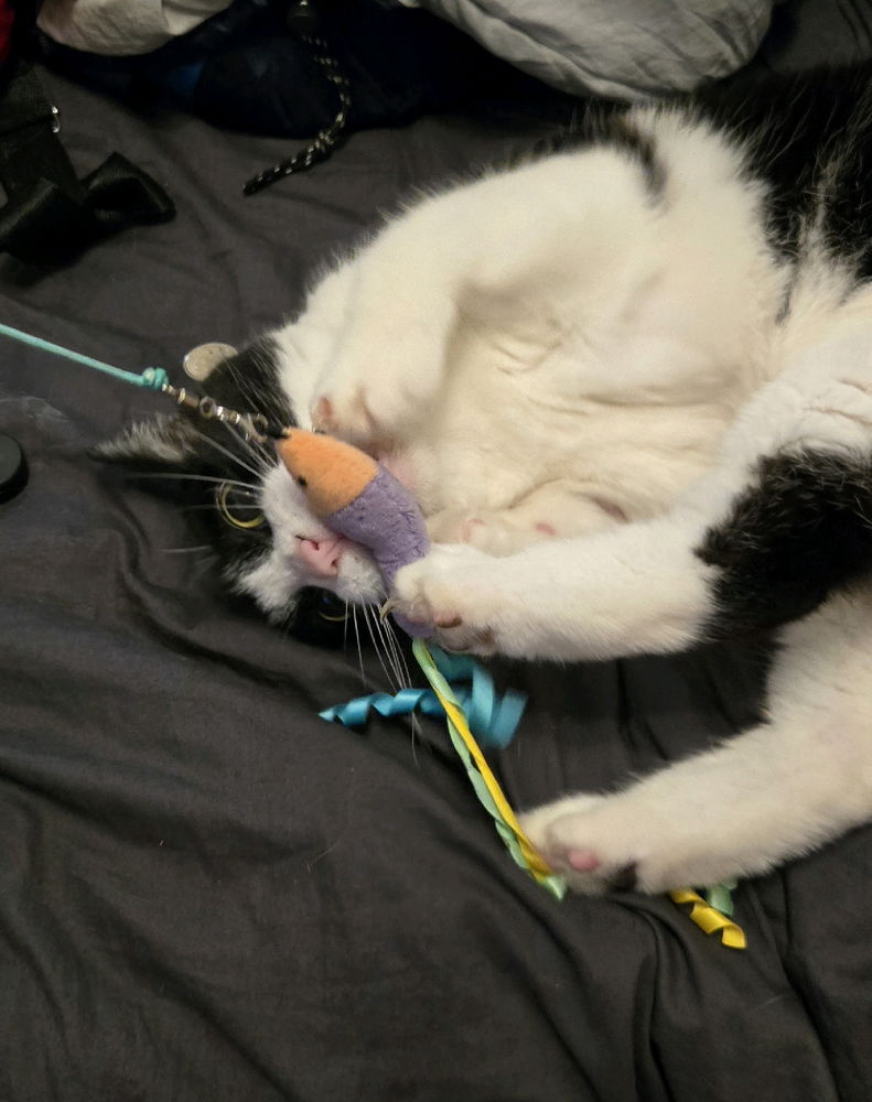 My Tux is a gremlin