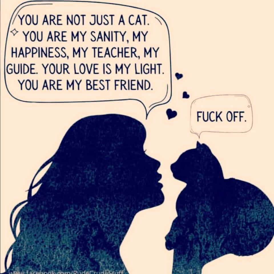 🐈💕