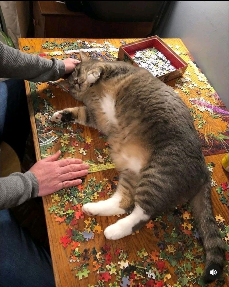 On ne peut plus jouer au puzzle avec lui 🫠