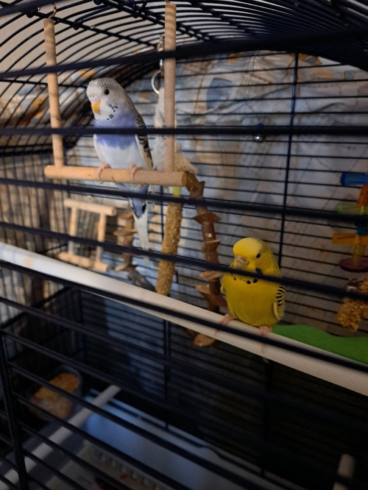 🐦🦜