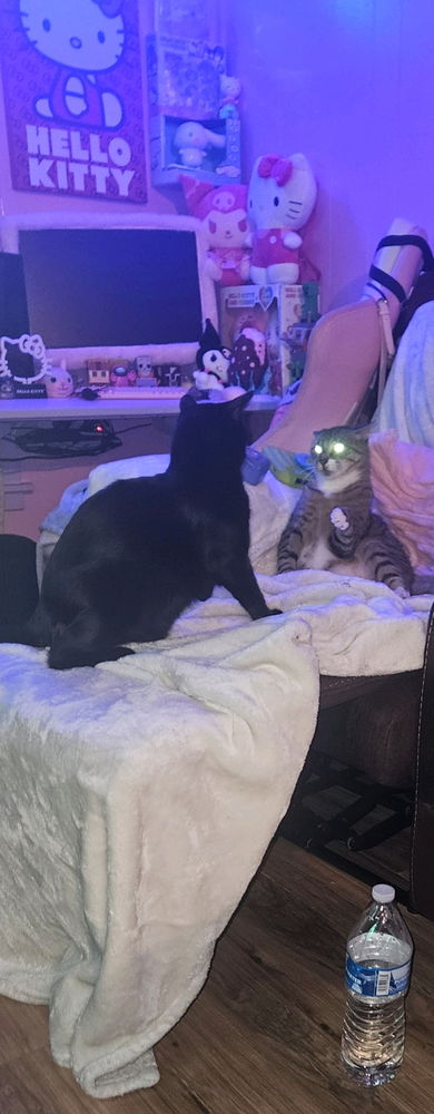 🐈‍⬛