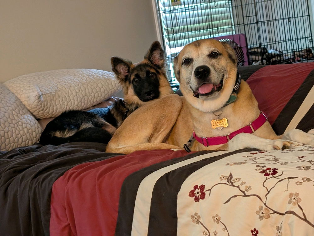 I just washed my sheets.. I think they like the new detergent, they won't get off the bed...