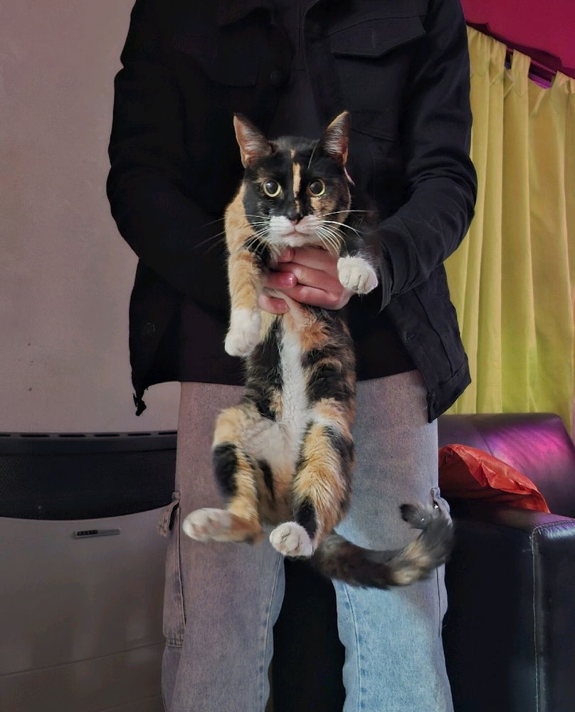 Les presento a mi gatita🙂‍↕️🩷