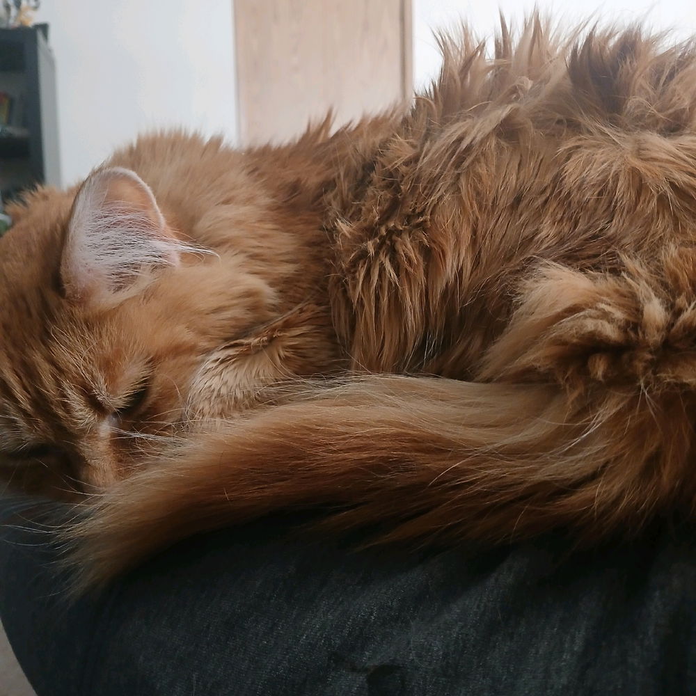 Someone decided to take a nap on me