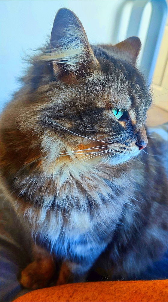 😻