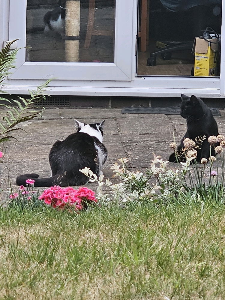 Two pals