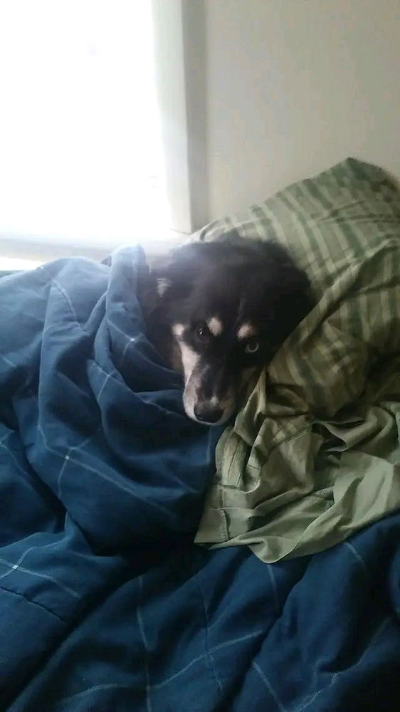 My brother had to say goodbye to his friend Maya today. I'd appreciate prayers for him as he goes through this. Thanks.