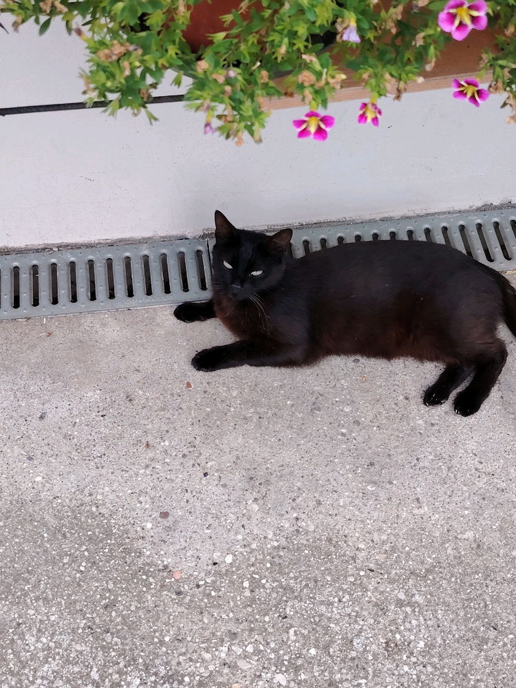 Malefica per gli amici felini Molly