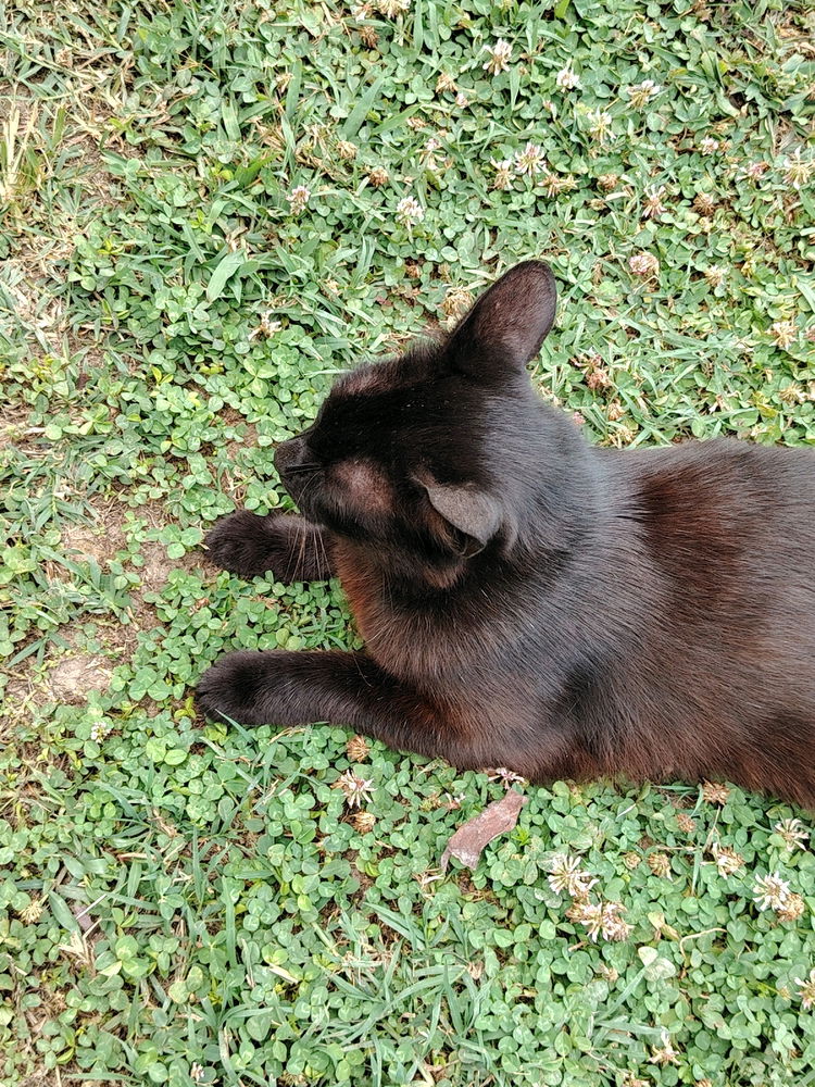 Malefica per gli amici felini Molly