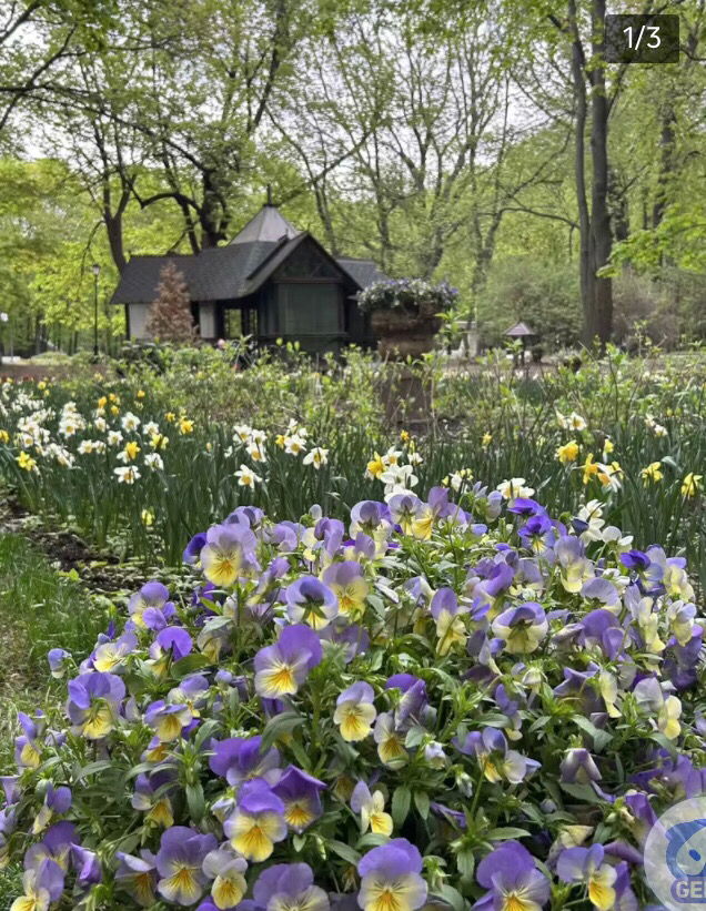 Beautiful flowers