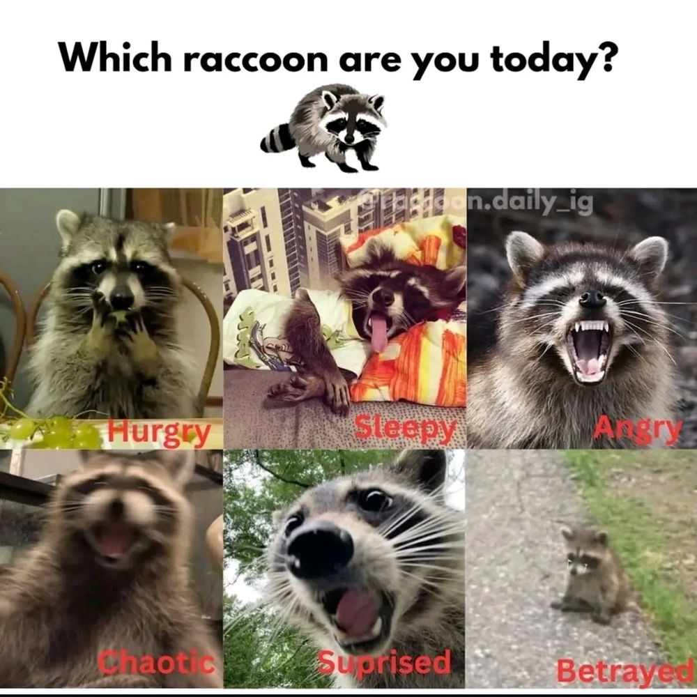 Which 🦝 one 🤔