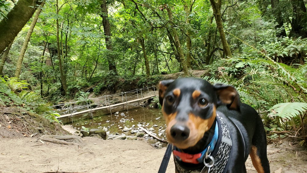 Zeus took us on a hike & found this awesome bridge going over a creek.