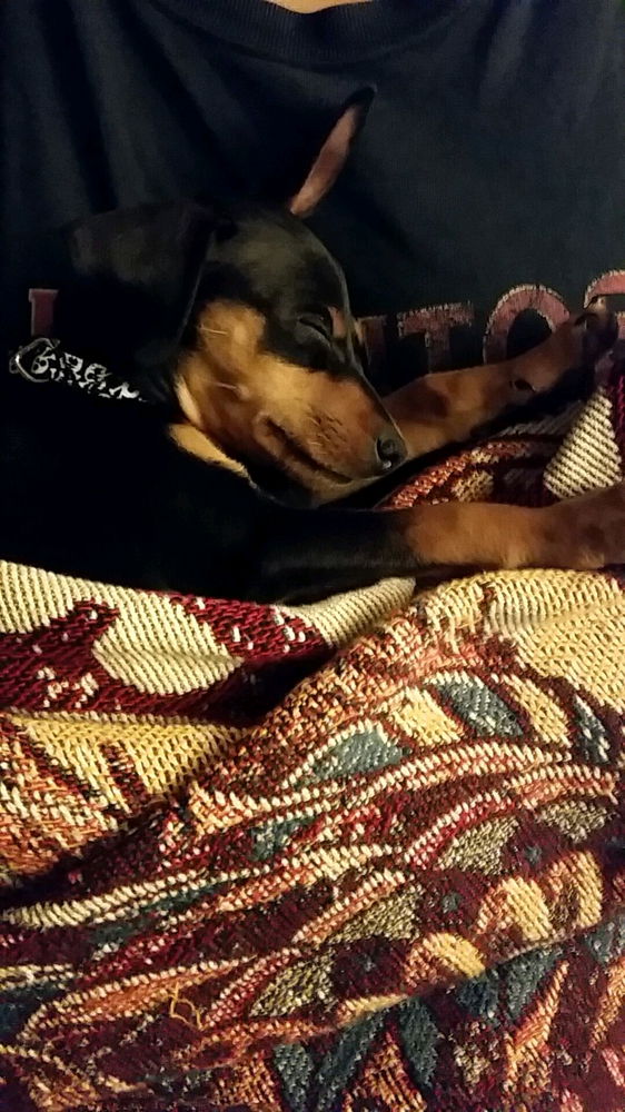 Zeus in puppy form