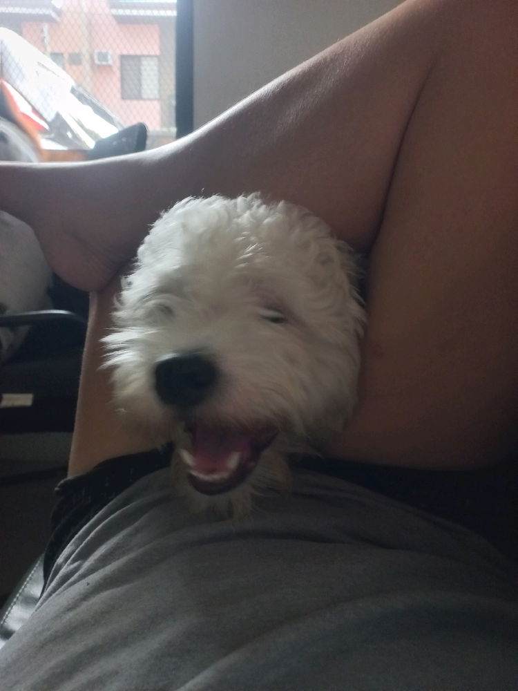 My little rascal