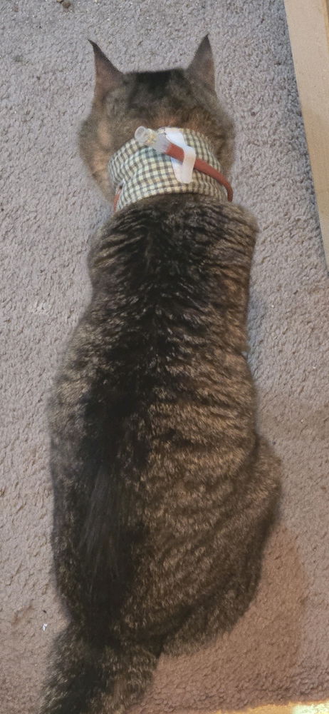 Cat.