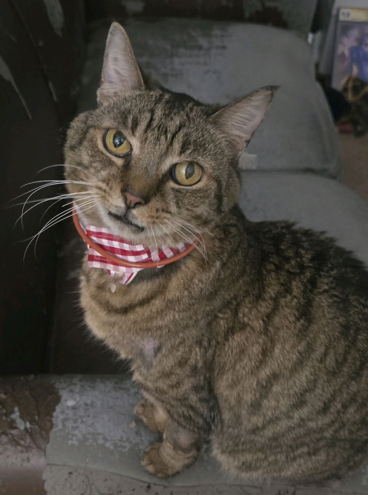 Cat.